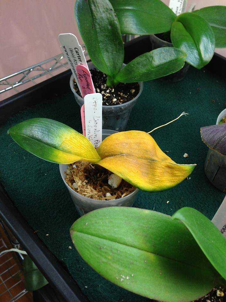 Желтеют листья у орхидеи фаленопсис - что делать, если это нижние листья или на растении появились пятна