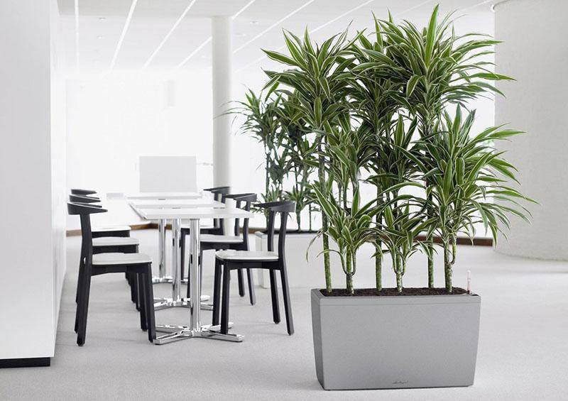 Растения для офиса: выбираем лучшие неприхотливые