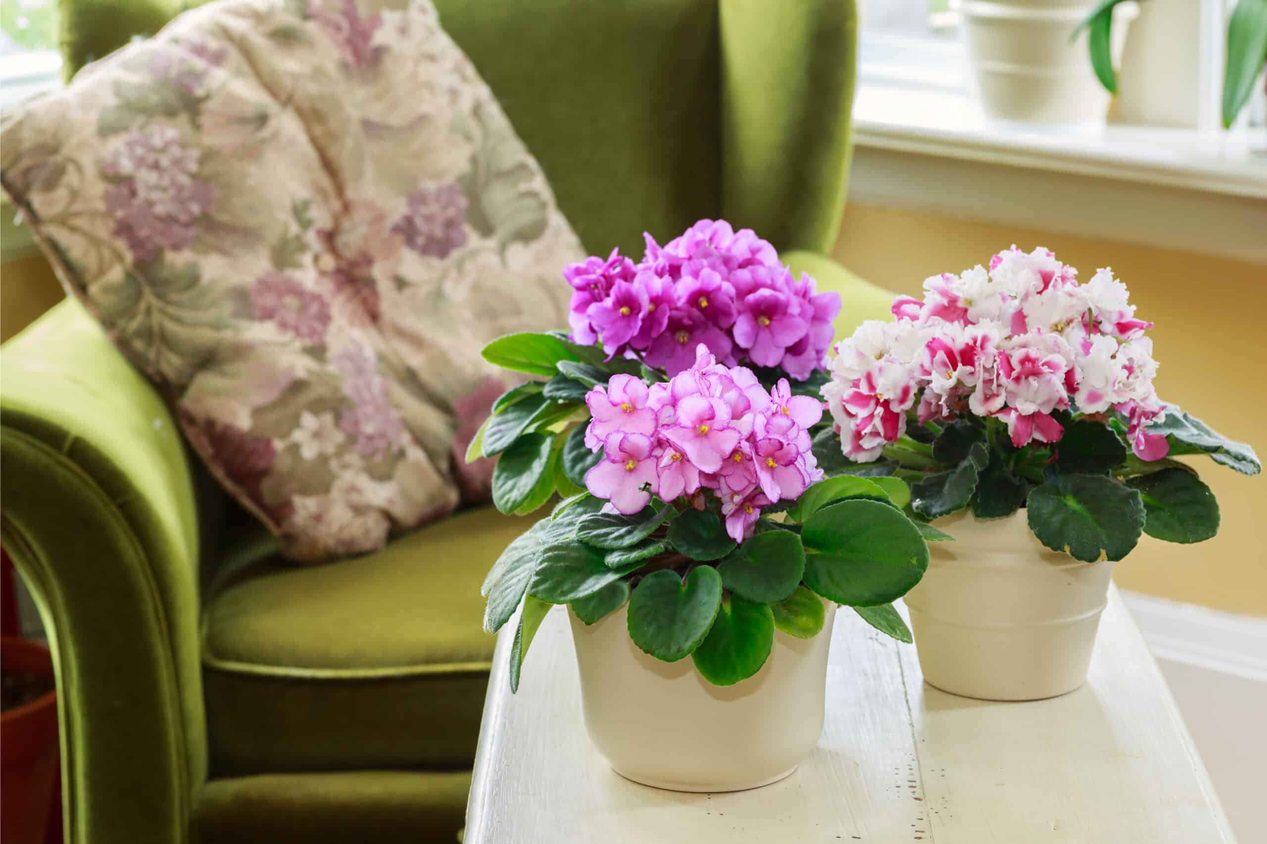 Комнатные цветы и растения для спальни, ставят ли герань и фиалки в спальне