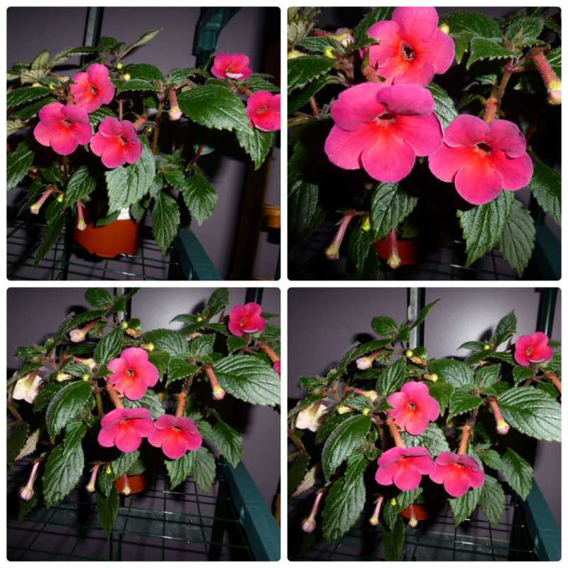 Ахименес — пышное цветение при минимальном уходе. выращивание в комнатных условиях. фото — ботаничка