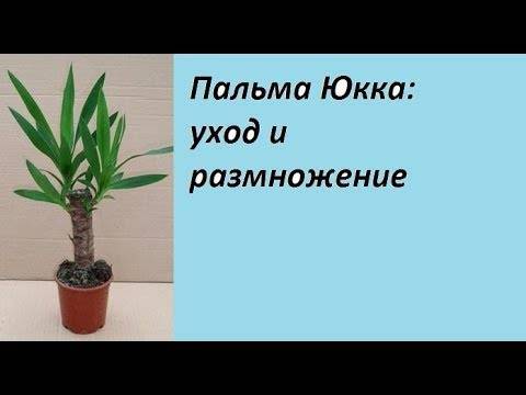 Юкка: уход в домашних условиях, размножение и пересадка пальмы - sadovnikam.ru