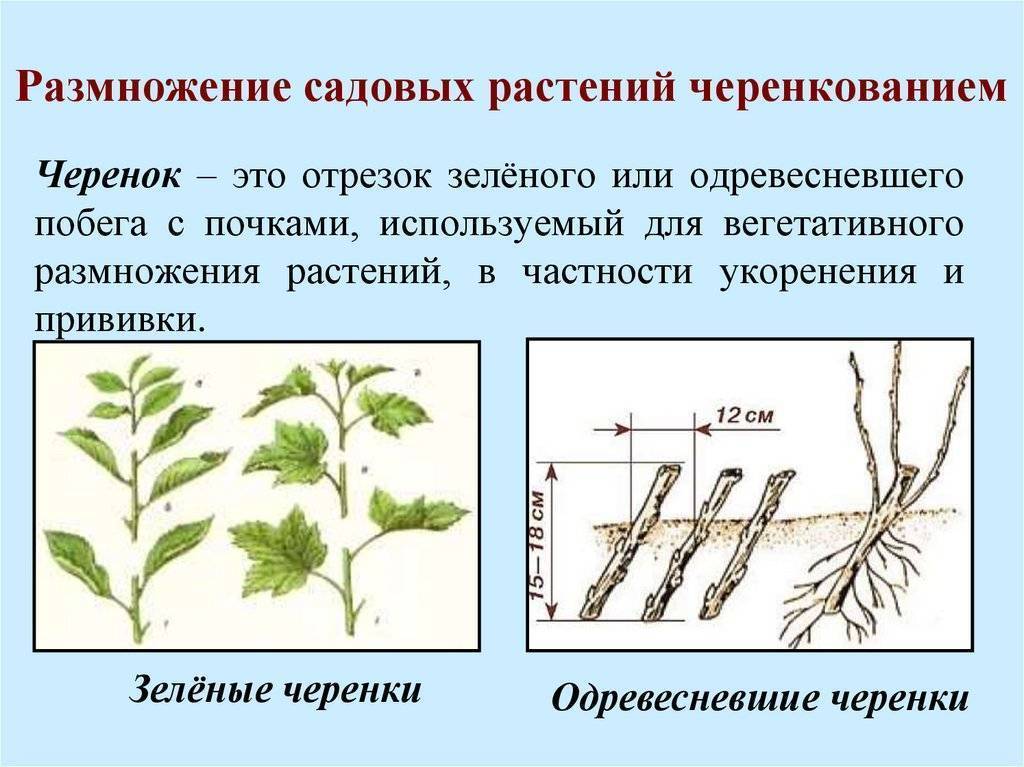 Как выращивать розмарин: посадка и уход, особенности выращивания, фото - sadovnikam.ru