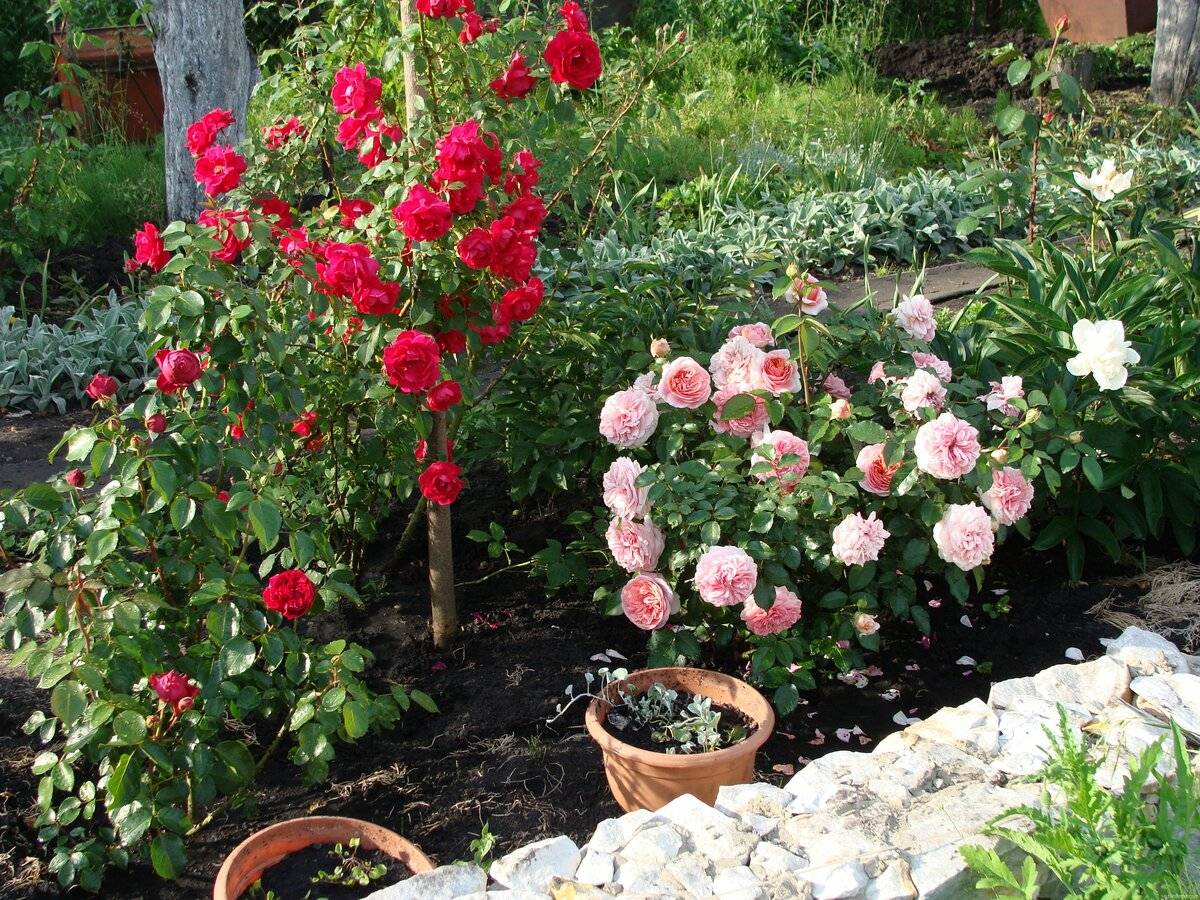 Секреты выращивания парковой розы: пошаговая инструкция, посадка и уход