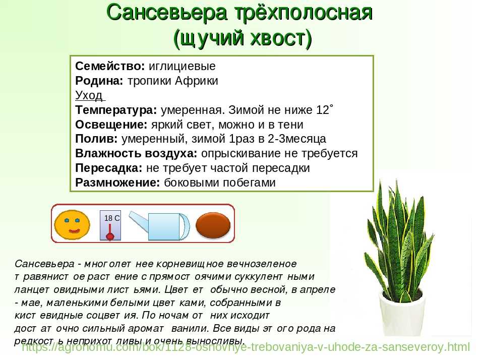 Как посадить щучий хвост? почва и горшок для тещиного языка selo.guru — интернет портал о сельском хозяйстве