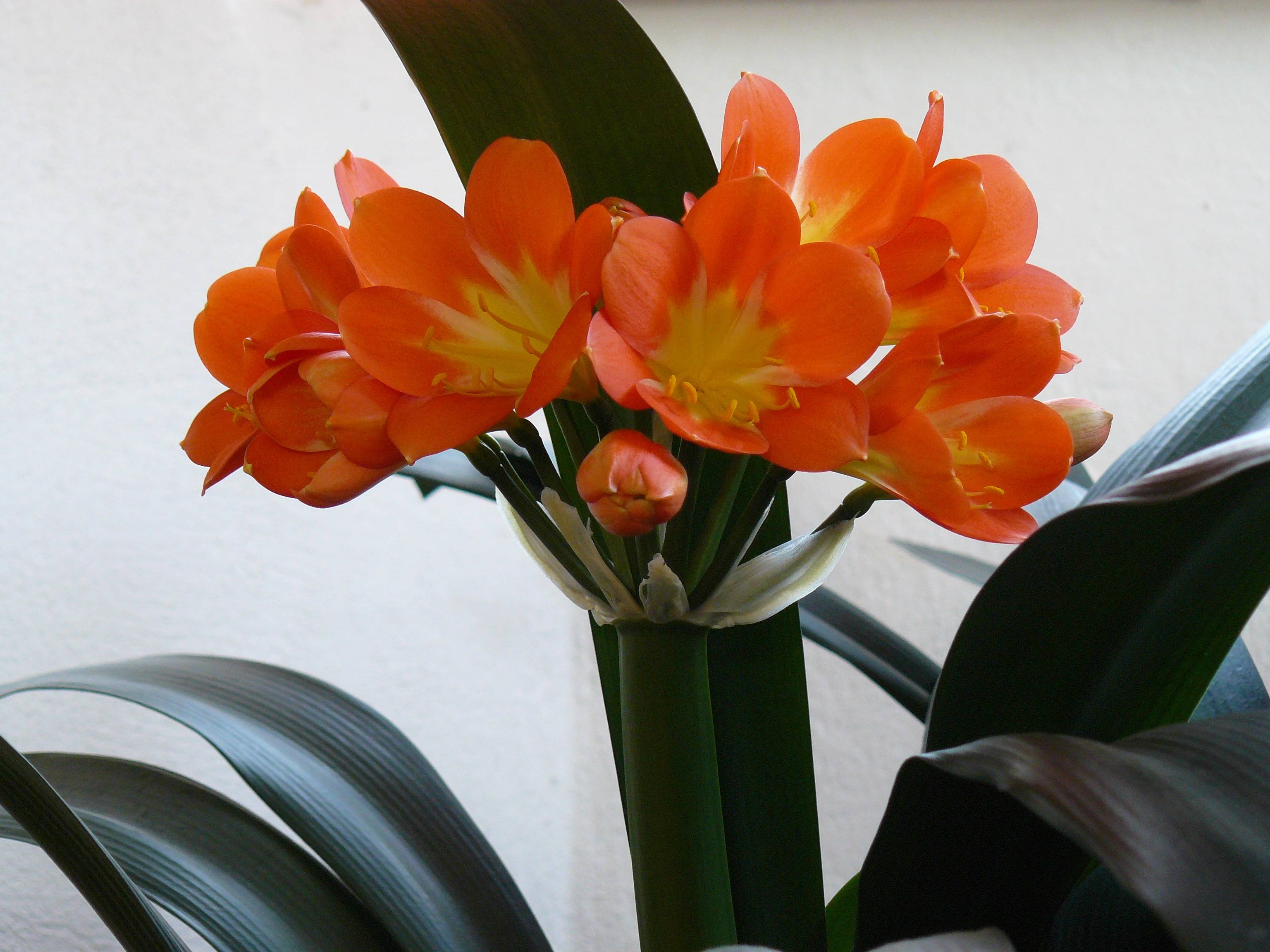 Цветок цветет стрелой. Кливия киноварная. Цветок Кливия киноварная. Кливия miniata. Clivia Orange цветок.