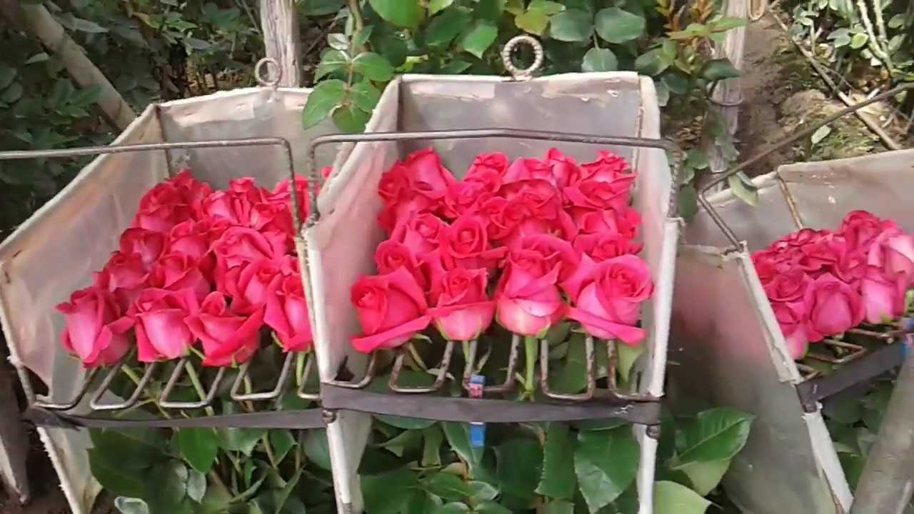 Высокие и низкие розы: разновидности и сорта