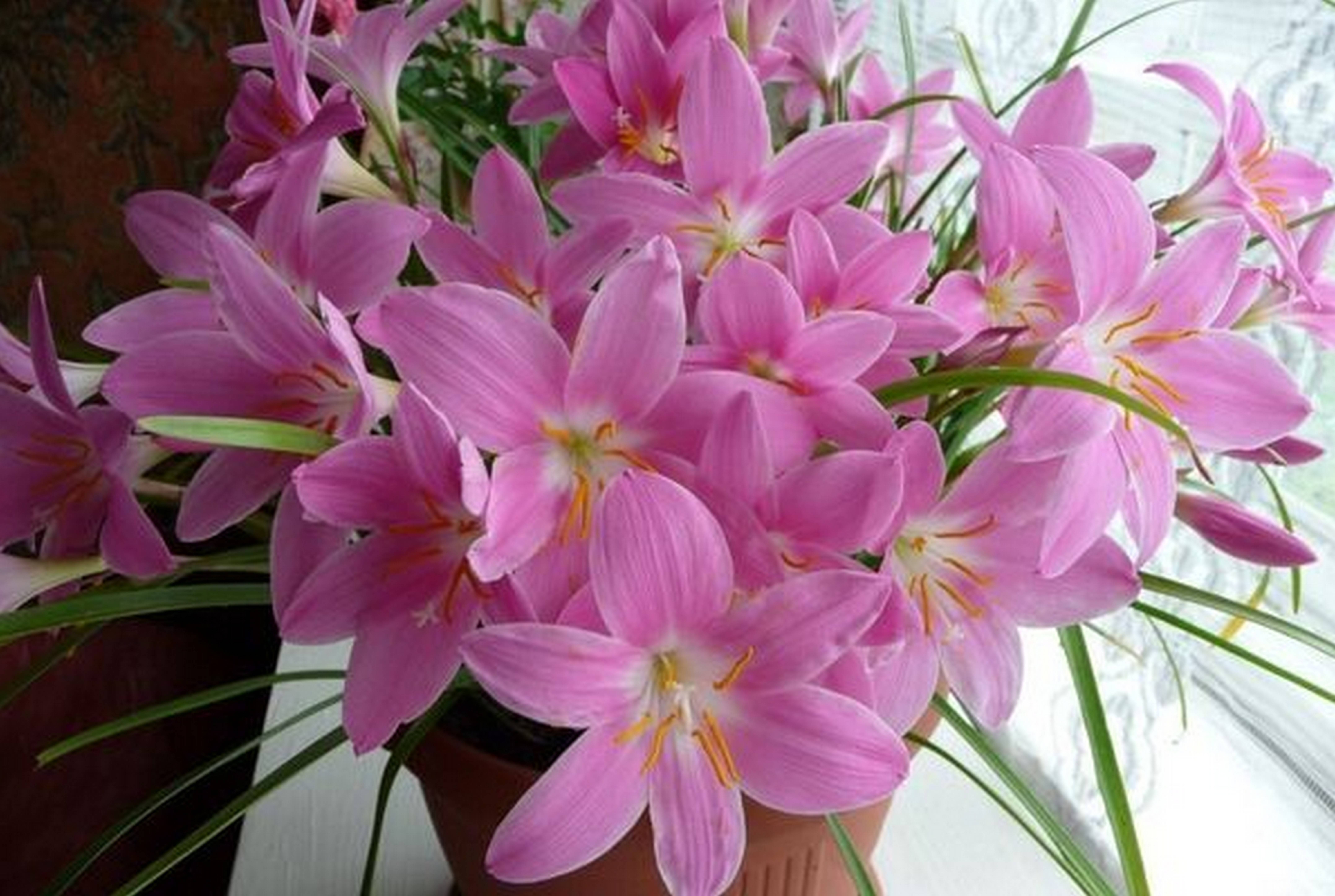 Зефирантес: уход в домашних условиях, правила выращивания цветка