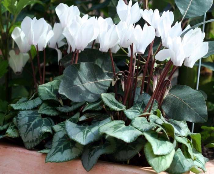 Альпийская фиалка (европейский цикламен): как называется это комнатное растение по-другому, а также фото и уход в домашних условиях за "бабушкиным" цветком