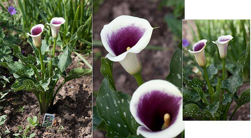 Цветы каллы. выращивание в саду: сроки посадки, особенности ухода - sadovnikam.ru