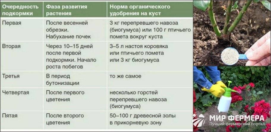 Инжир: посадка и уход в открытом грунте, выращивание в крыму, в украине, на кубани, в подмосковье