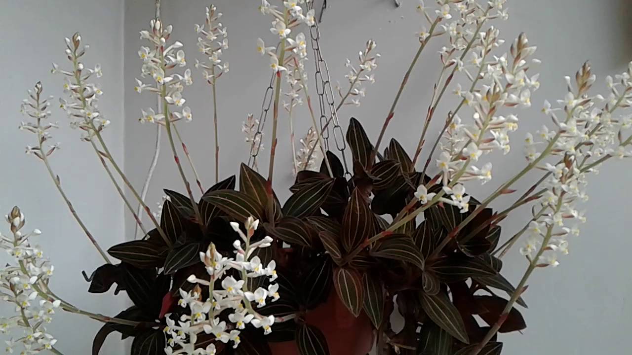 Цветок с «драгоценными» листьями — орхидея лудизия