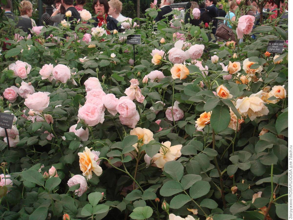 Английские розы в грунте: что это такое, описание лучших парковых сортов с фото - бенджамин бриттен, краун принцесс маргарет, фальстаф - уход в саду, обрезка весной