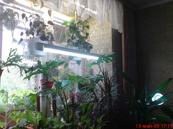 Как правильно подобрать для растений в комнате искусственное освещение - 1posvetu.ru
