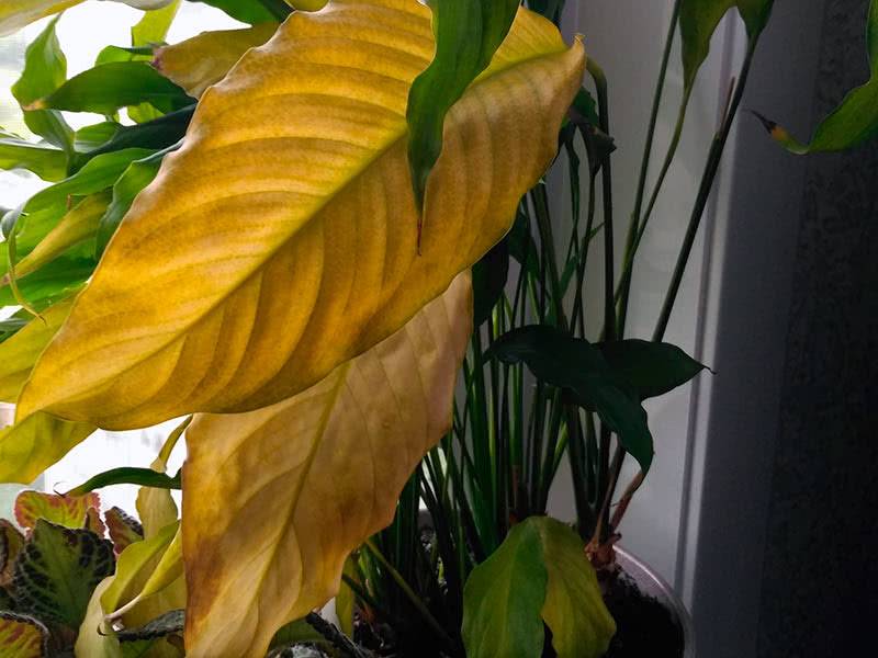 Почему желтеют листья у комнатных растений: причины
