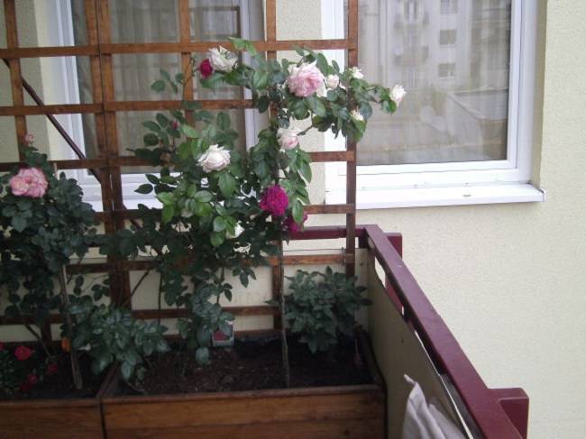 Выращивание комнатных пионов дома в горшках: основные принципы посадки растения в домашних условиях