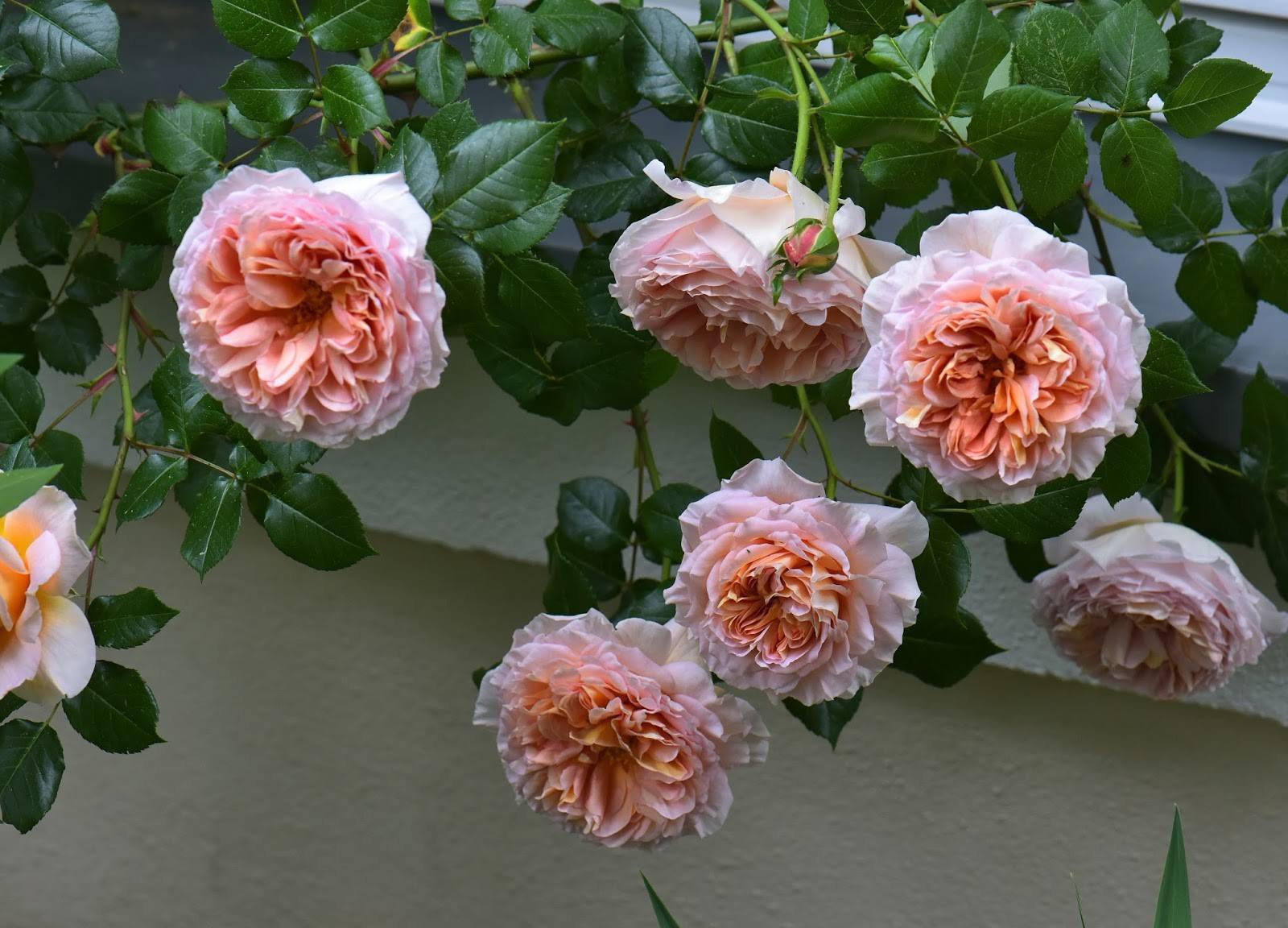 Парковый сорт английских роз абрахам дерби: выращивание плетистого шраба