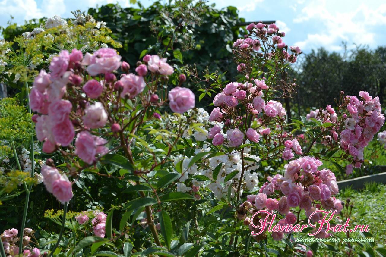 Роза хэвенли пинк (heavenly pink) — описание сорта - ваш садовод