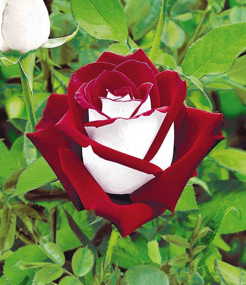 Необычная и утонченная роза осирия