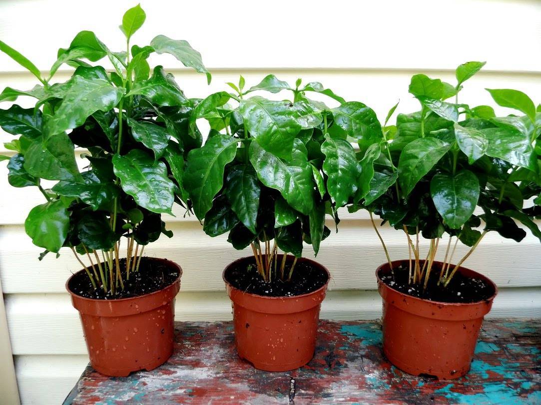Комнатное растение кофе арабика: уход и выращивание