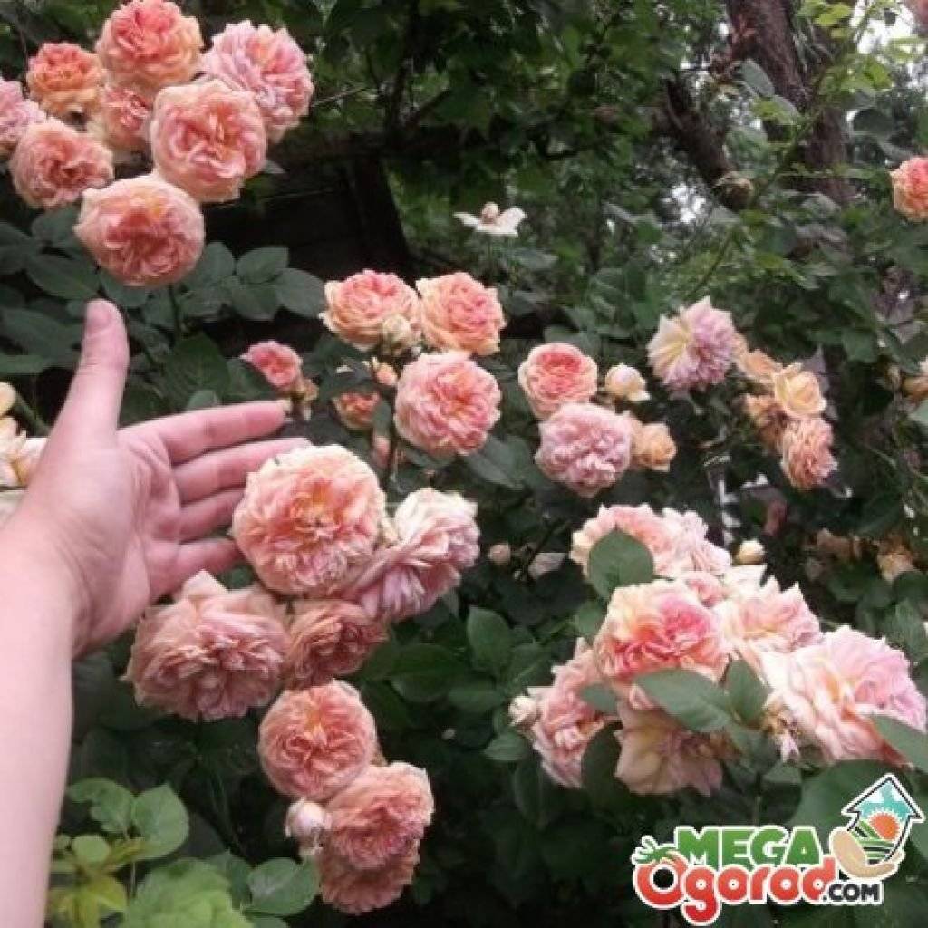 Парковая роза чиппендейл: описание сорта, уход
