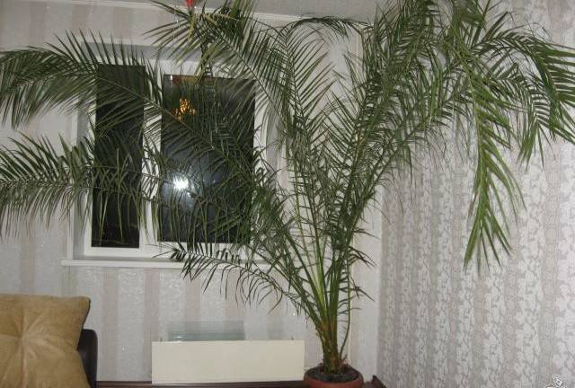 Как создать тропический уголок у себя дома? особенности ухода за финиковой пальмой в домашних условиях