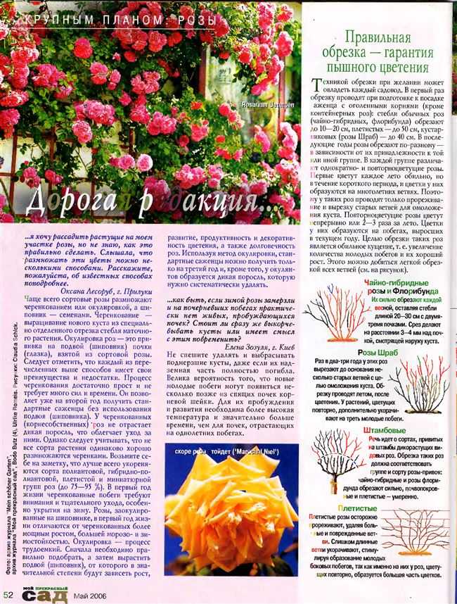 Роза Лавиния (Lawinia) — описание популярного цветка