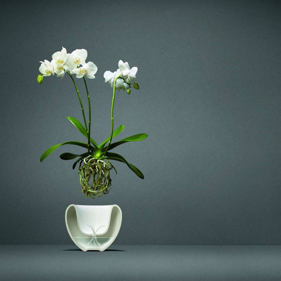 Как правильно подойти к выбору горшка для орхидеи: советы опытных цветоводов