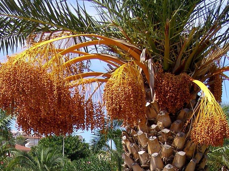 Комнатная финиковая пальма