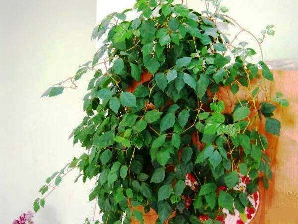 Комнатное растение берёзка (роициссус): фото, уход в домашних условиях