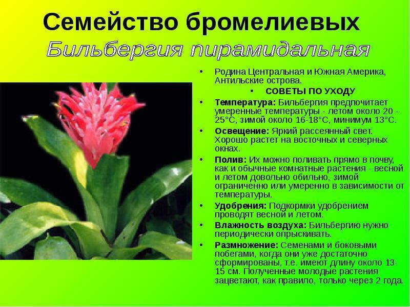 Бромелия: фото, уход, описание и особенности - sadovnikam.ru