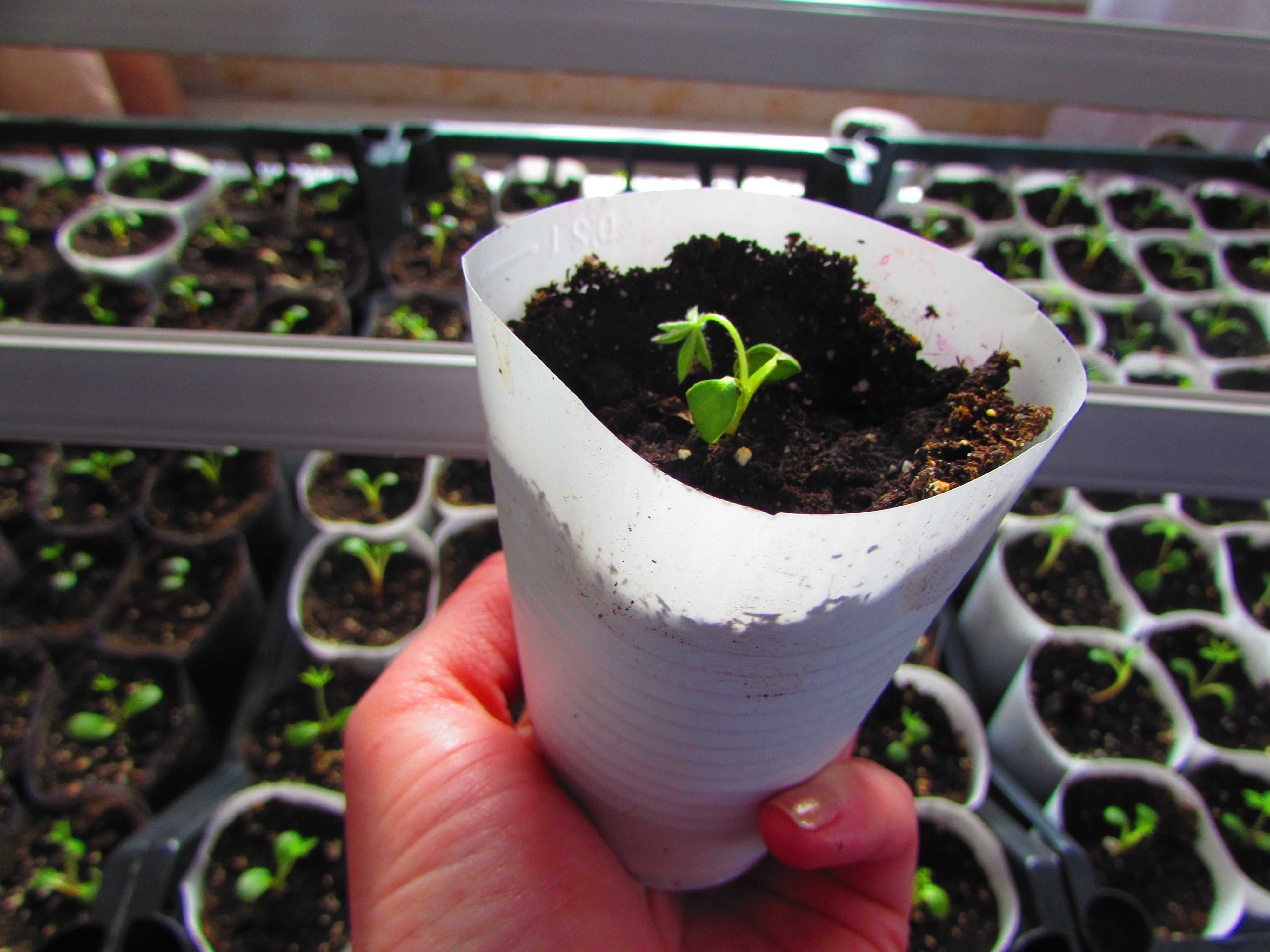 Катарантус: выращивание, посадка и размножение черенкованием, семенами, делением, а также лучшее время, чтобы посадить цветы в домашних условиях, фото