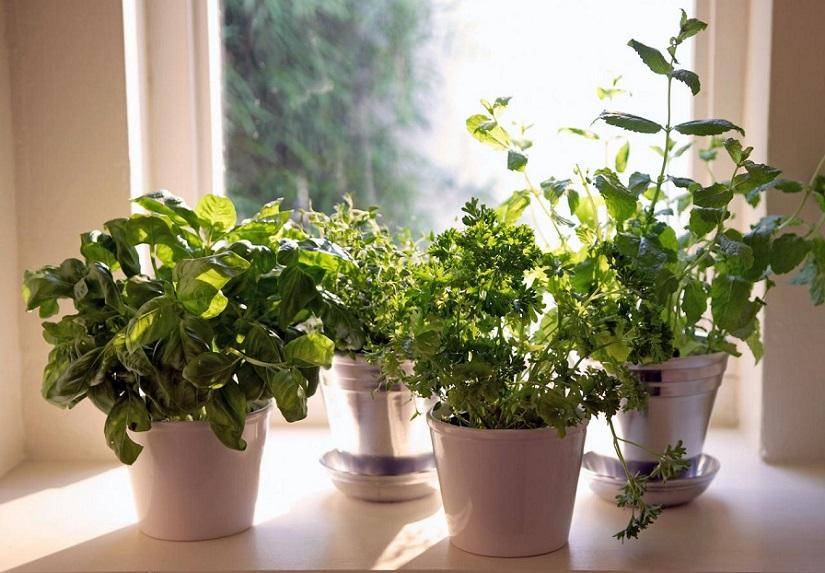 Самые ароматные комнатные растения для дома - со вкусом