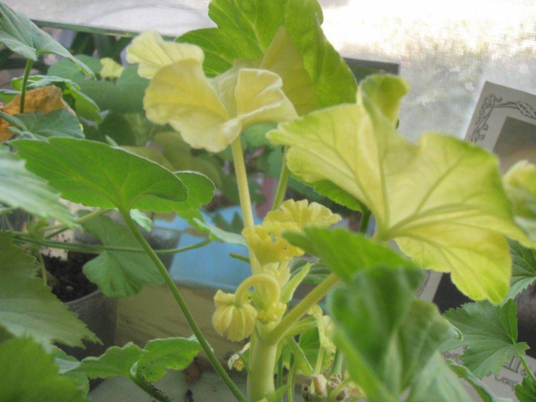 Почему белеют листья у герани комнатной и как помочь растению