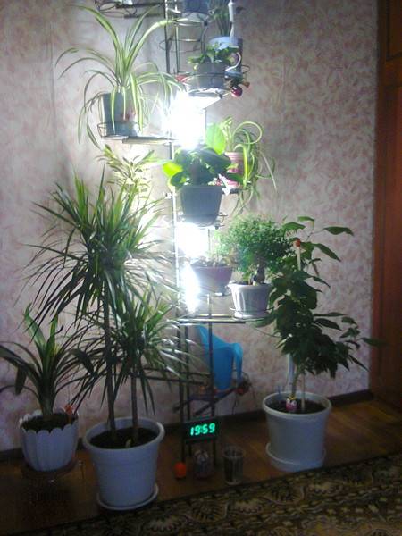 Освещение растений – лампы и подсветка