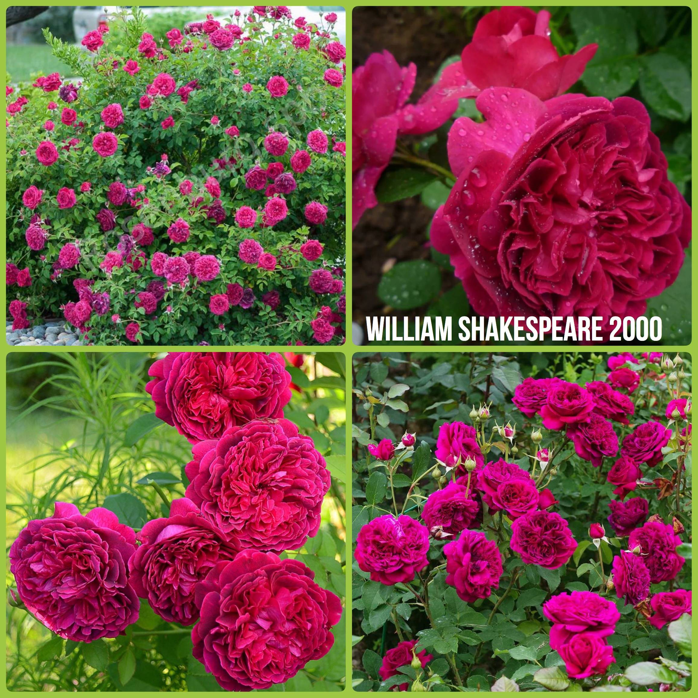 Роза уильям шекспир: фото, описание, условия выращивания