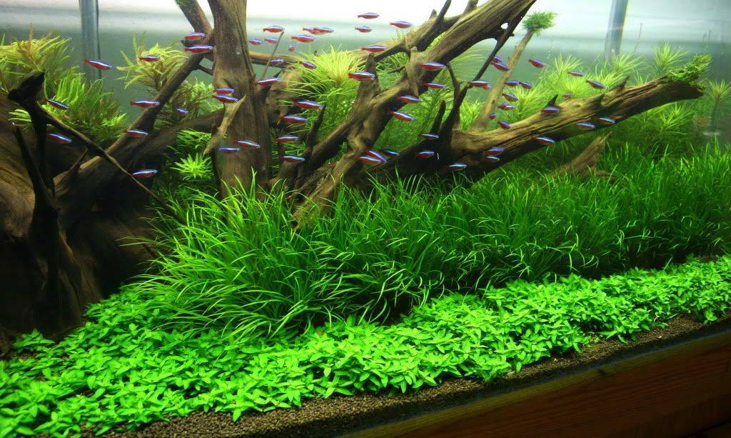 Правила посадки растений в аквариум