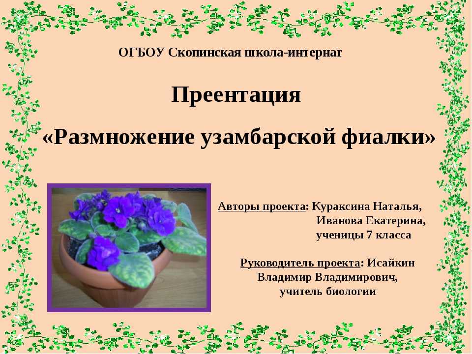 Цветущее украшение – узамбарская фиалка (сенполия)