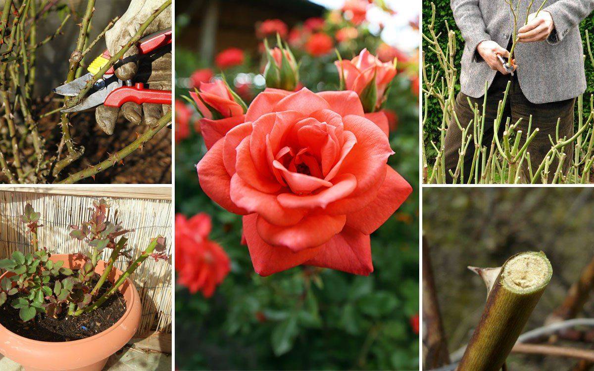 Обрезка роз весной: пошаговая инструкция для начинающих (видео)