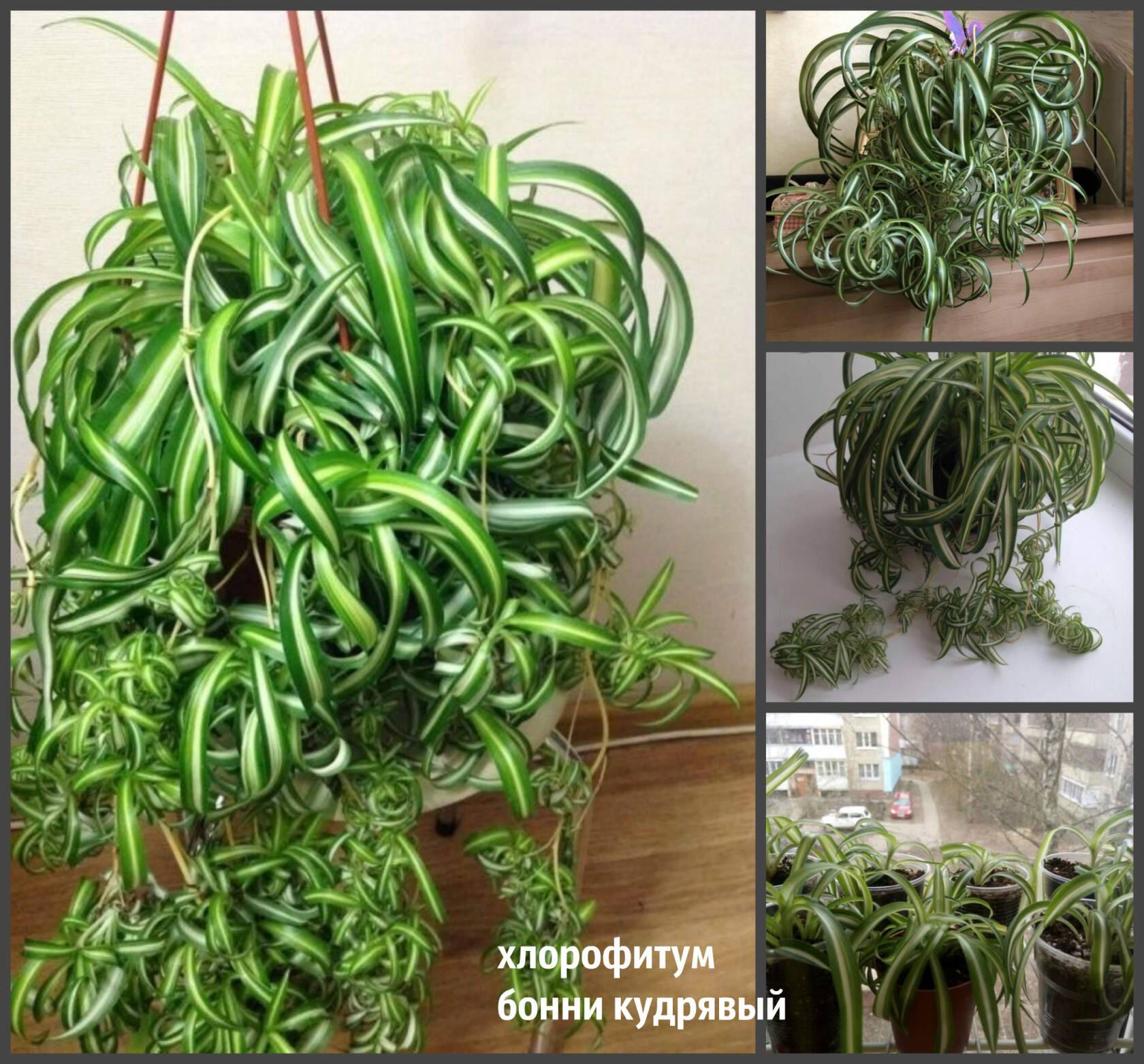 Хлорофитум в доме: как посадить и вырастить цветок – комнатный сорняк. все о пользе хлорофитума (фото)