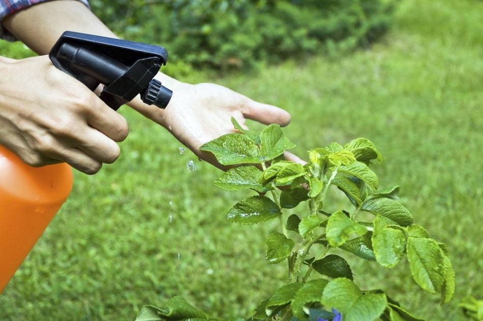 Опрыскивание деревьев от вредителей в фазе почки и бутона - своими руками на даче - как посеять, сажать, ухаживать за растениями и цветами