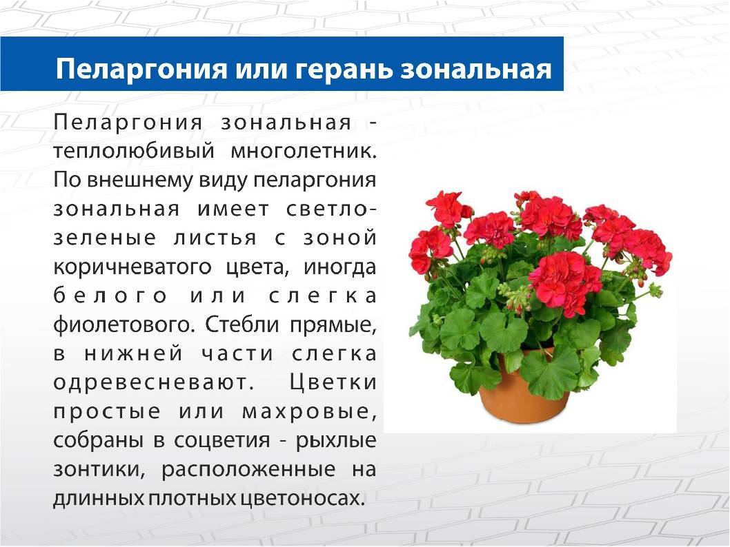 Пеларгония зональная (Pelargonium zonale) — описание