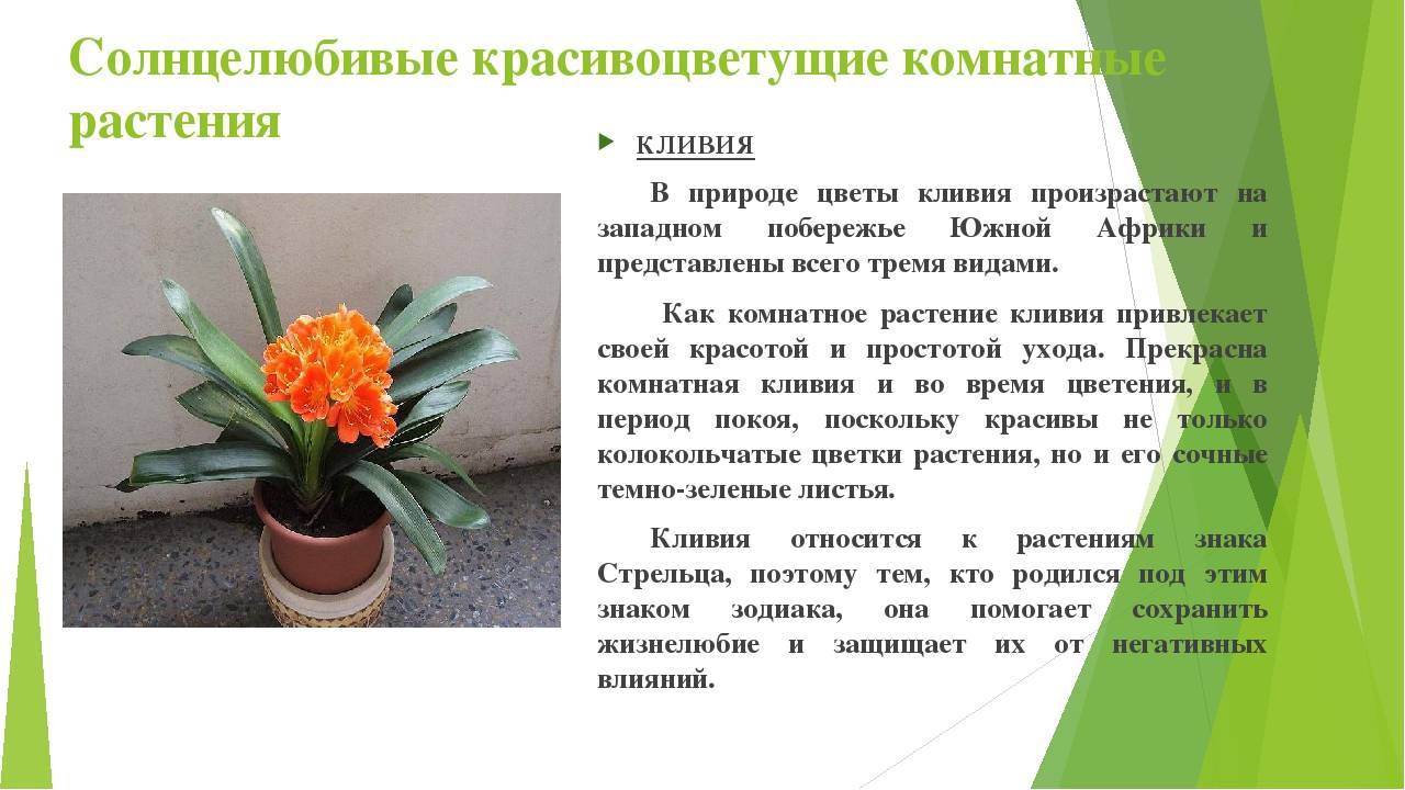 ✅ комнатные цветы для южных окон - cvetochki-yaroslavl.ru