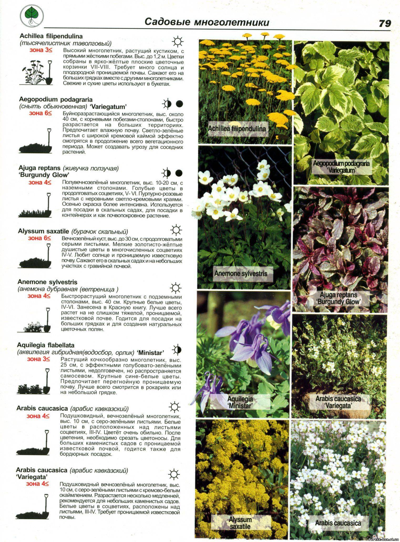 Каталог садовых многолетних цветов для дачи с фото, названиями и описаниями: статьи с иллюстрациями