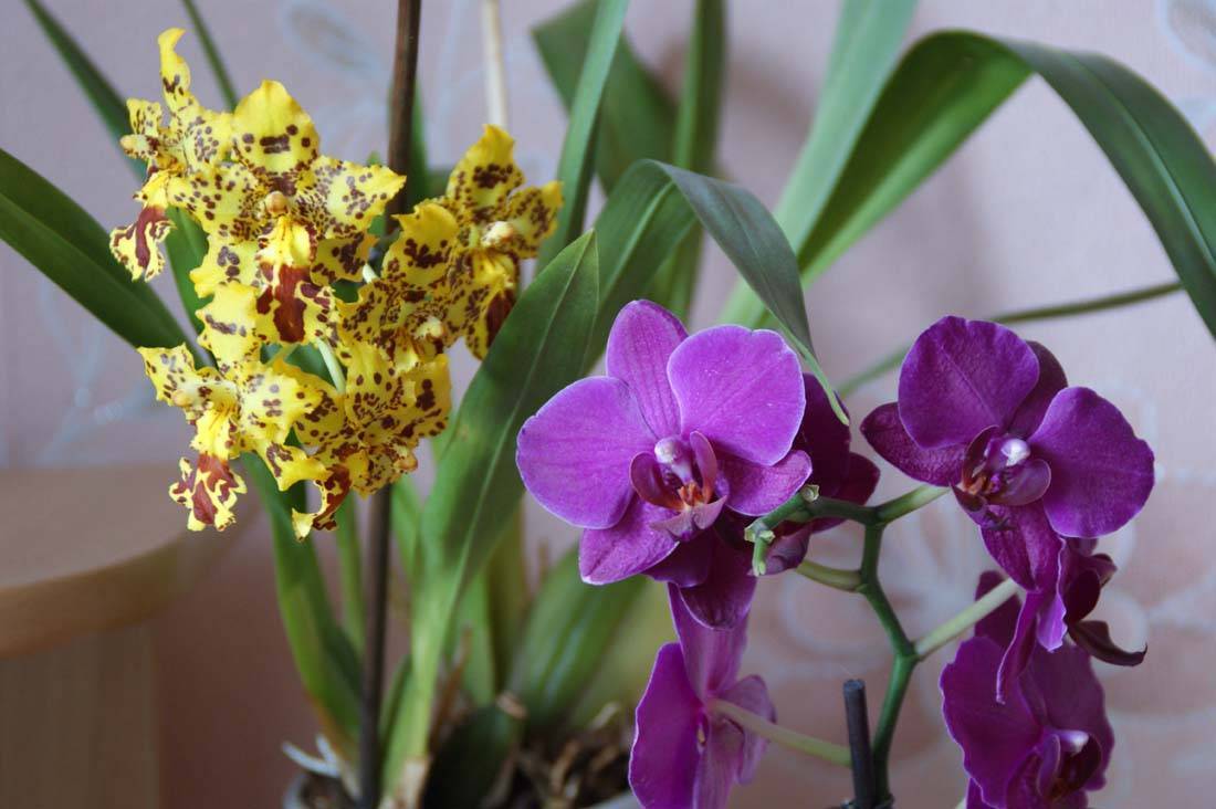 Виды орхидей: сколько разновидностей комнатных растений существует и все ли можно выращивать в горшках, название, фото и цвета фаленопсисов и других сортов