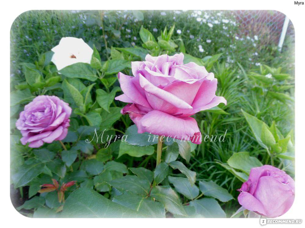 Роза клод брассер (claude brasseur) чайно-гибридная. роза клод брассер: особенности, посадка, уход и отзывы общее описание: кусты, цветки и листья