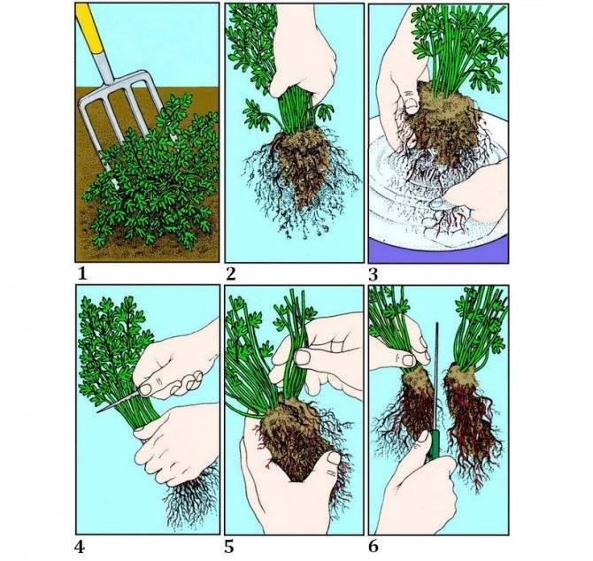 Как размножить барбарис черенками летом: правила выращивания в домашних условиях