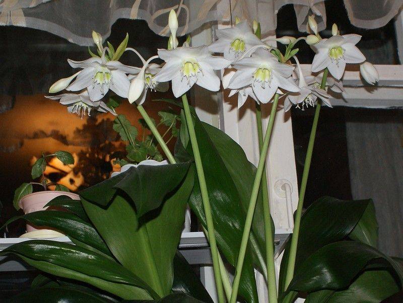 Амазонская лилия или эухарис: уход в домашних условиях - комнатные и садовые растения, уход за ними sad-doma.net