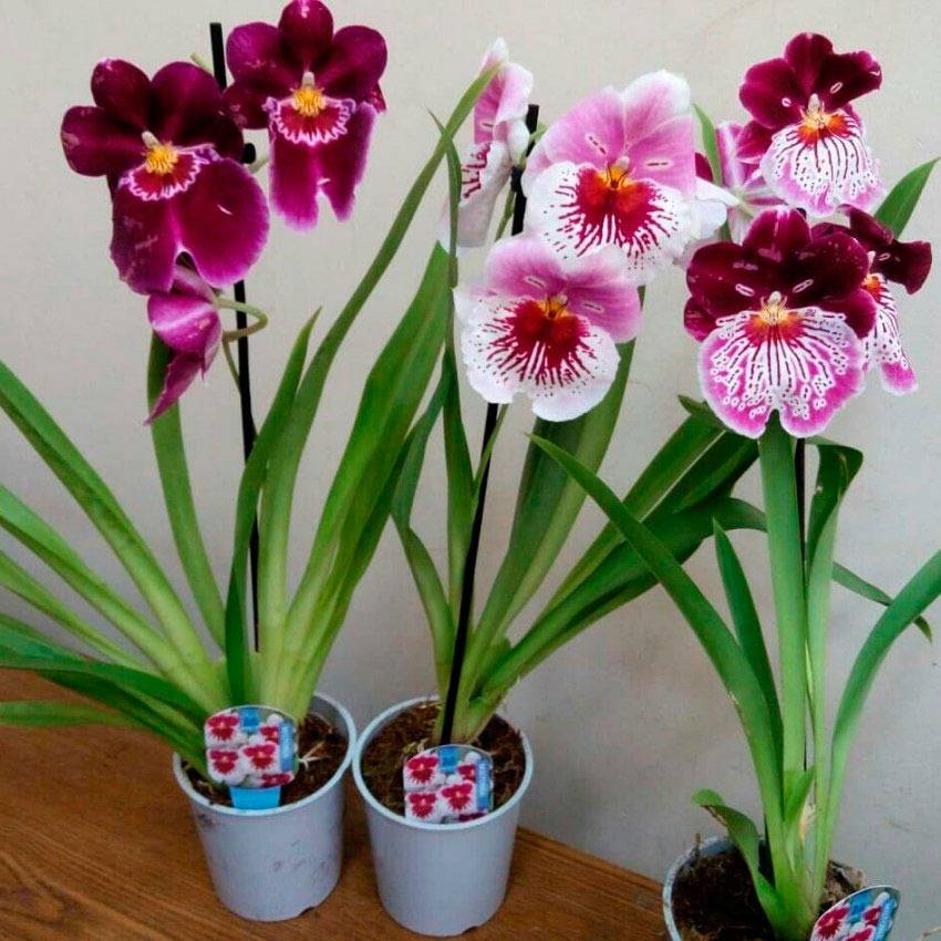 Необыкновенная орхидея мильтония: описание и уход в домашних условиях