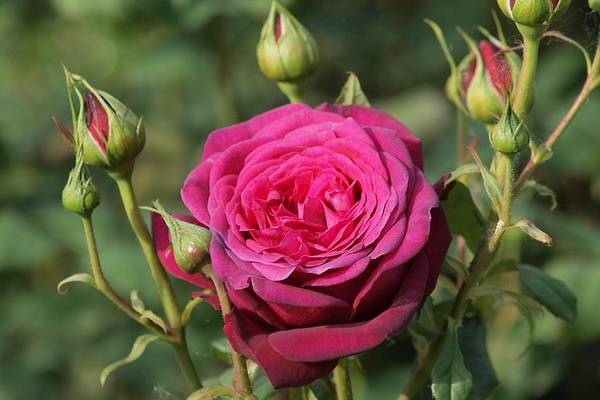 Как выглядит сортовая роза "иоганн вольфганг гете": описание, фото, уход за растением, посадка и выращивание