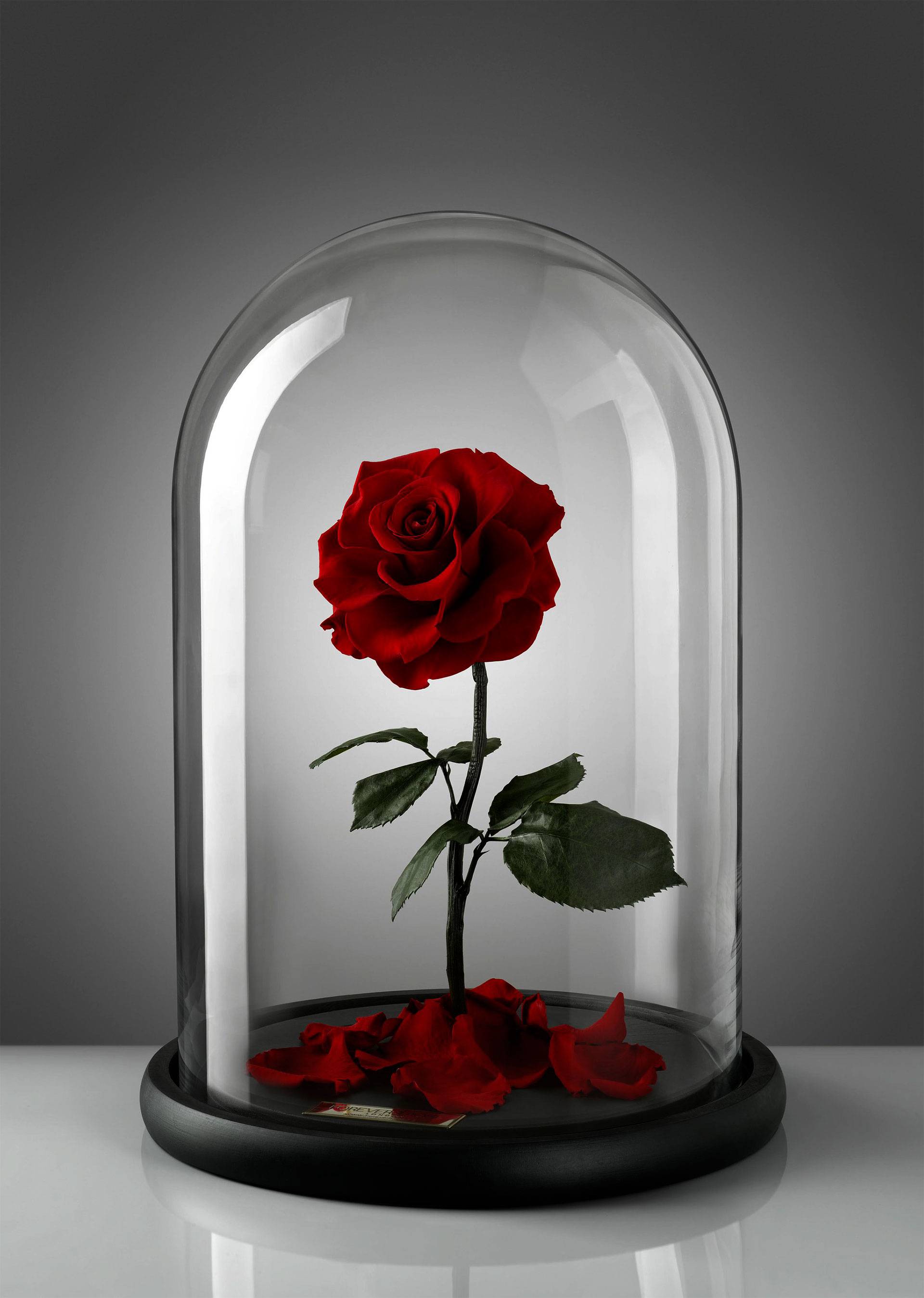 Неувядающие цветы в стекле? это новая реальность! икона богородицы неувядаемый цвет неувядающие цветы